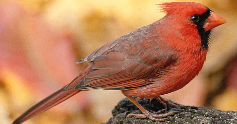 plaaying the cardinal relationship