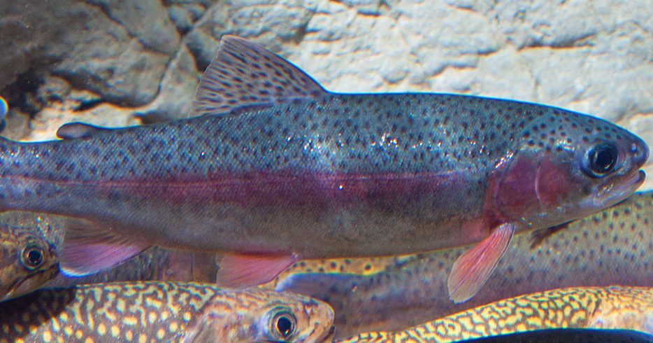 Rainbow Trout · Tennessee Aquarium