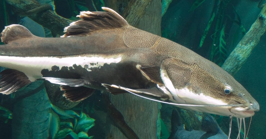 Redtail Catfish · Tennessee Aquarium