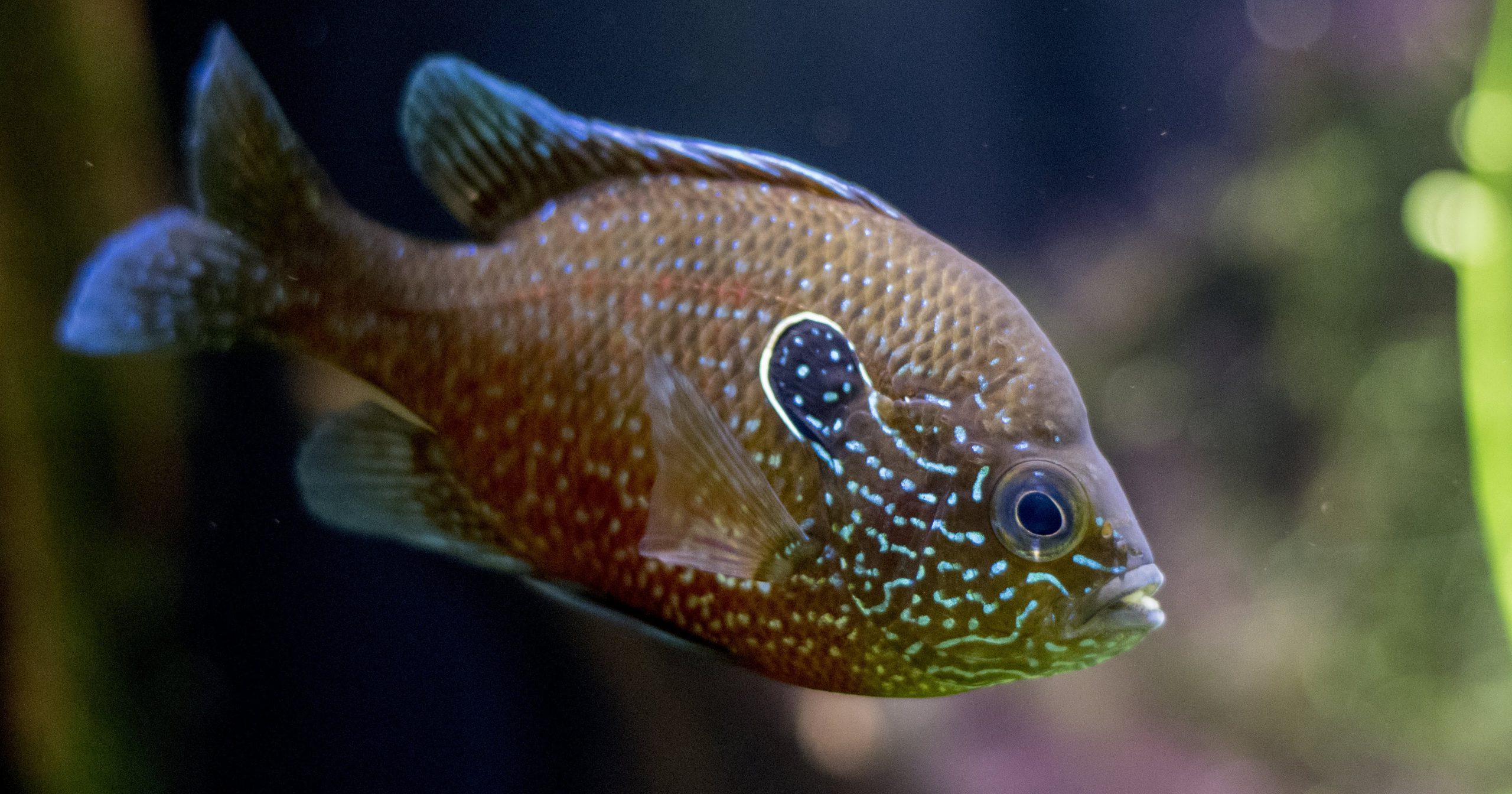 Longear Sunfish · Tennessee Aquarium