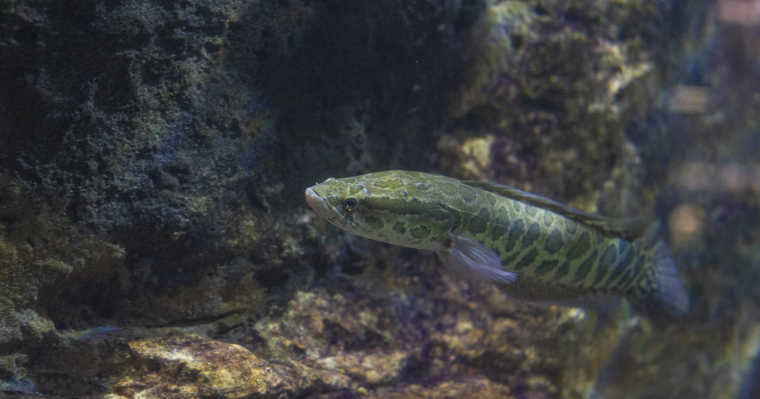 Northern Snakehead · Tennessee Aquarium