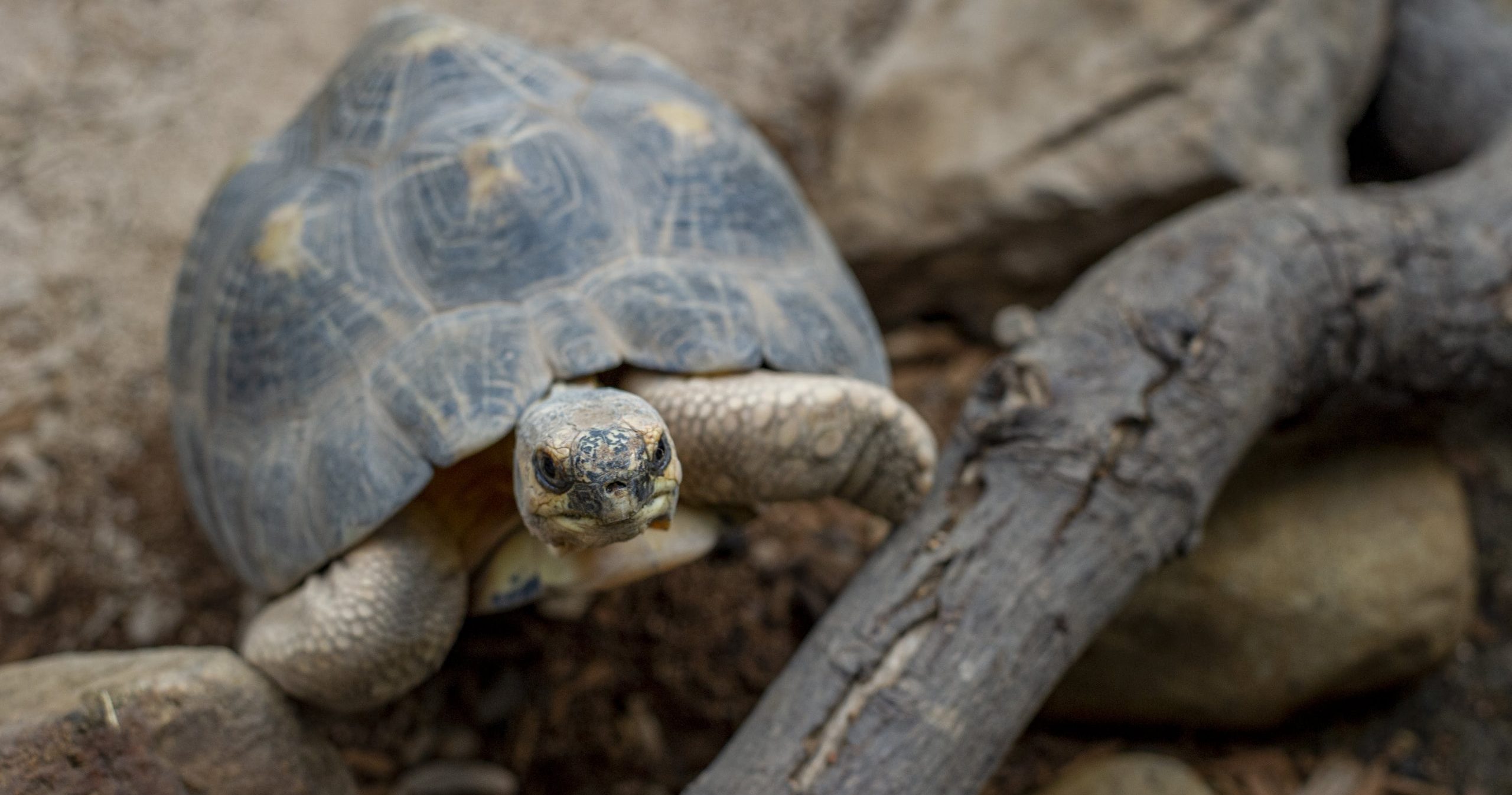 Turnip The Tortoise Takes Over The Internet · Tennessee Aquarium