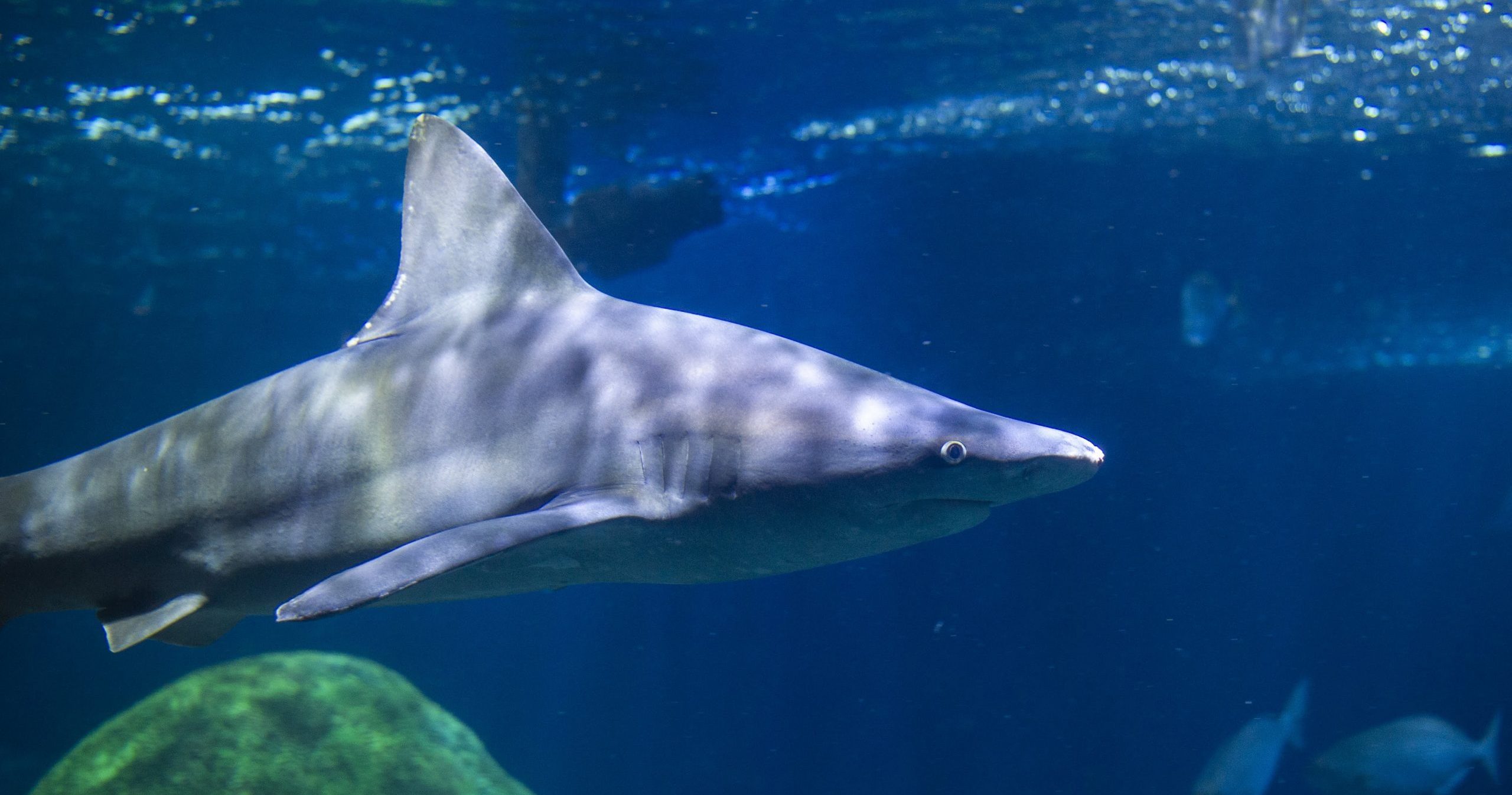 New Sandbar Shark in the Secret Reef · Tennessee Aquarium