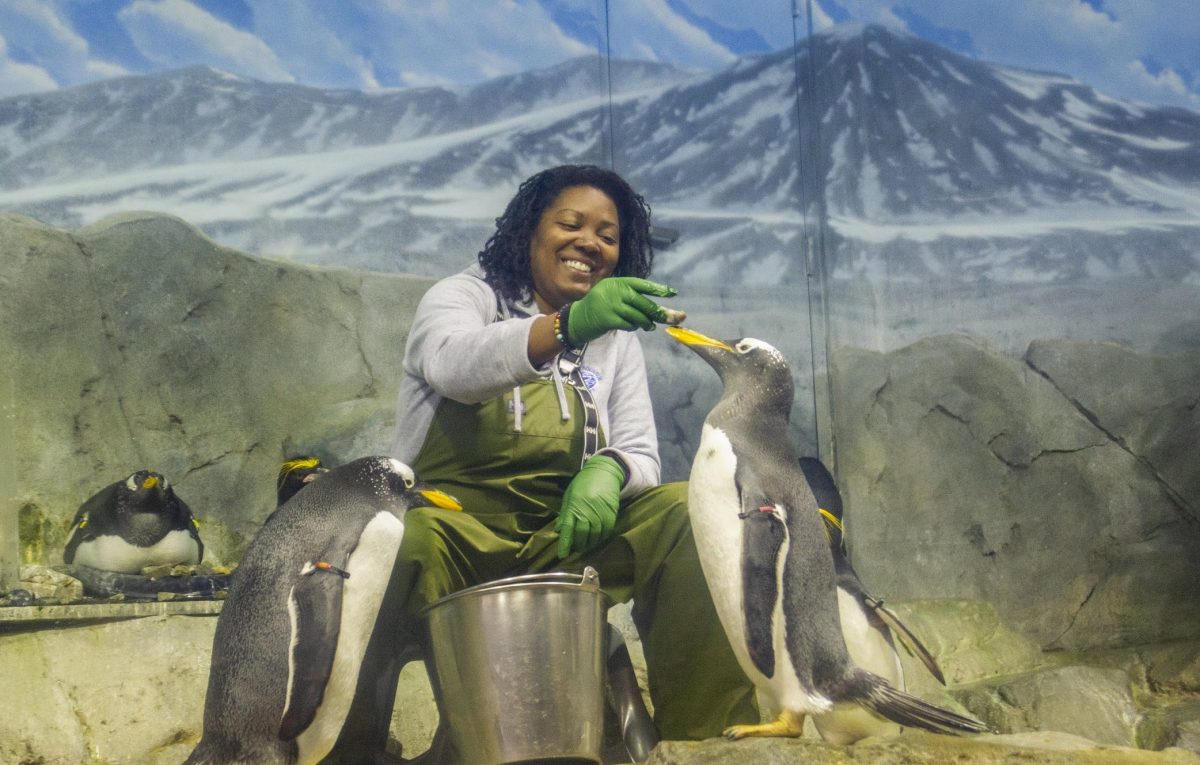 keeper feeding penguins
