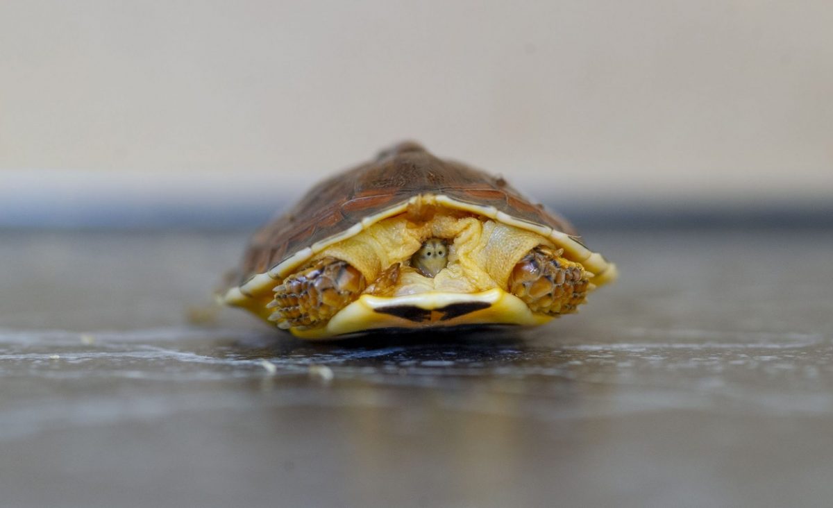McCord's Box Turtle (Cuora mccordi)