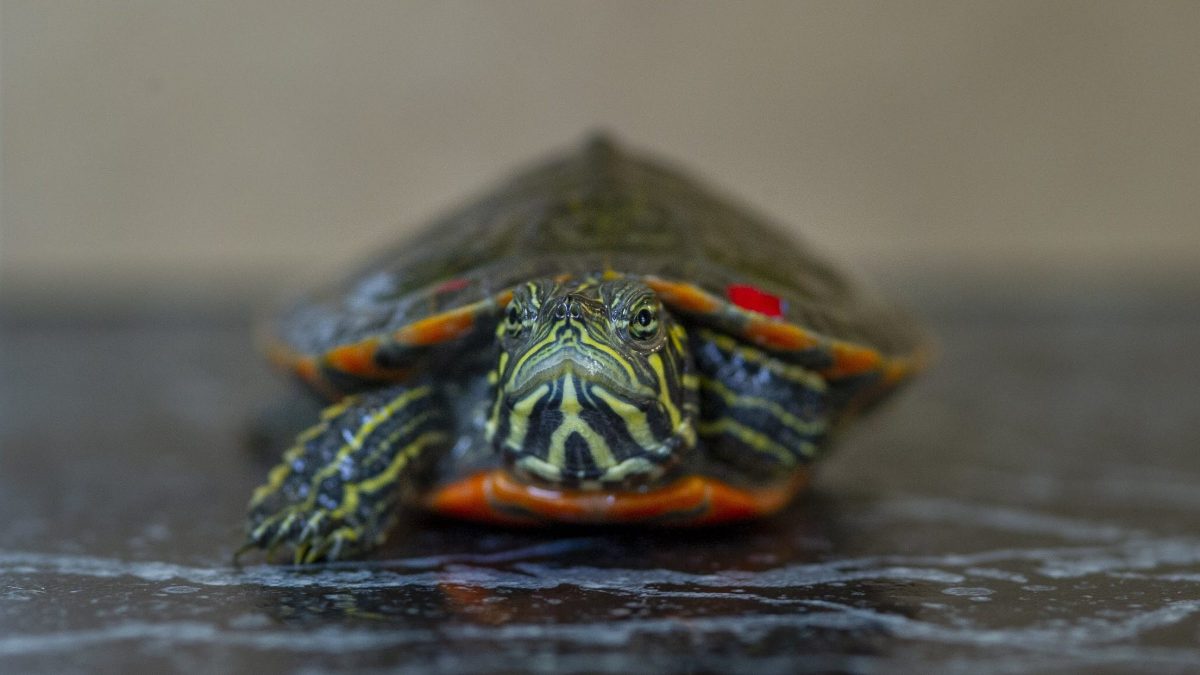 Red-bellied Box Turtle (Pseudemys rubiventris)