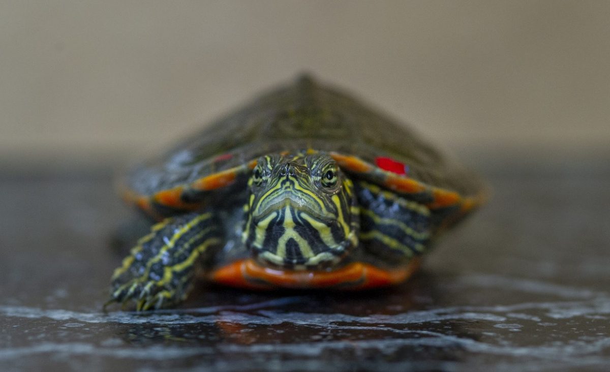 Red-bellied Box Turtle (Pseudemys rubiventris)