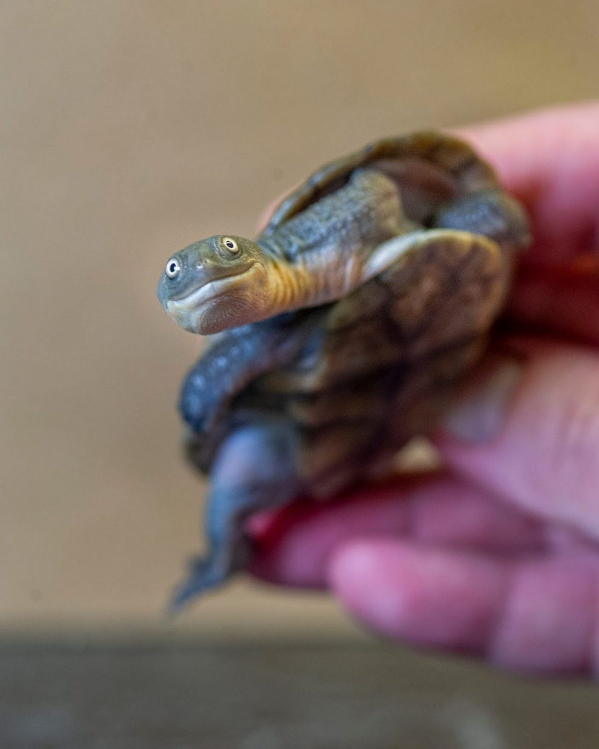 Roti Island Snakeneck Turtle (Chelodina mccordi)