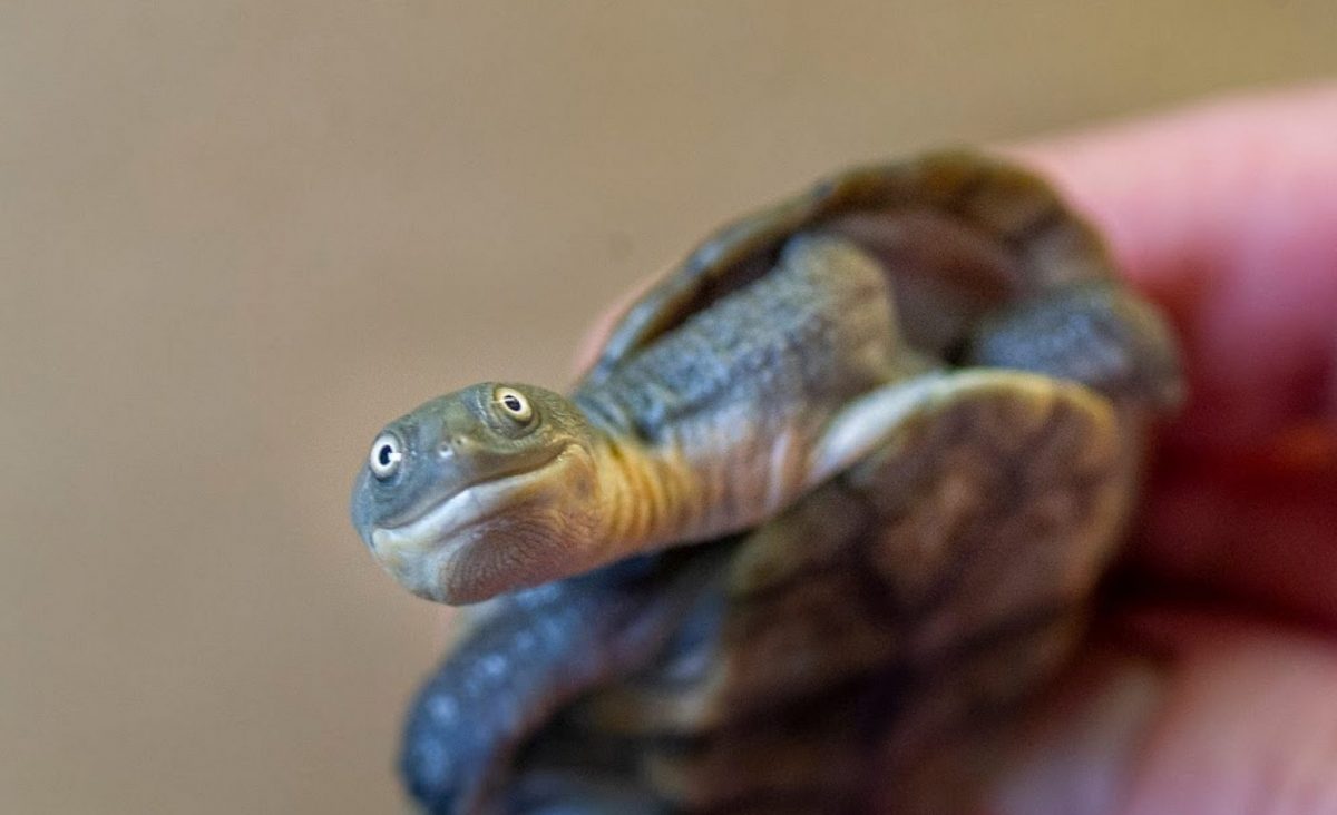 Roti Island Snakeneck Turtle (Chelodina mccordi)