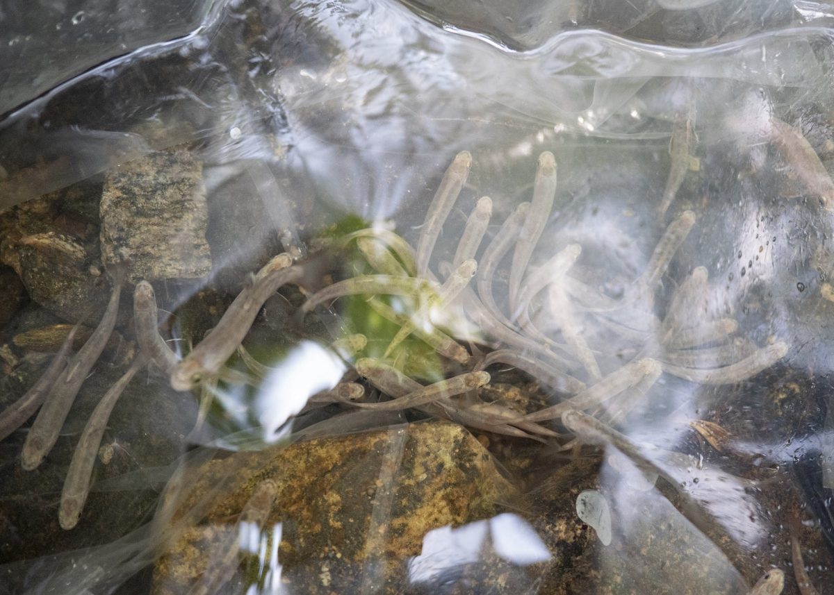 juvenile brook trout acclimating to the water tempearture at the release site