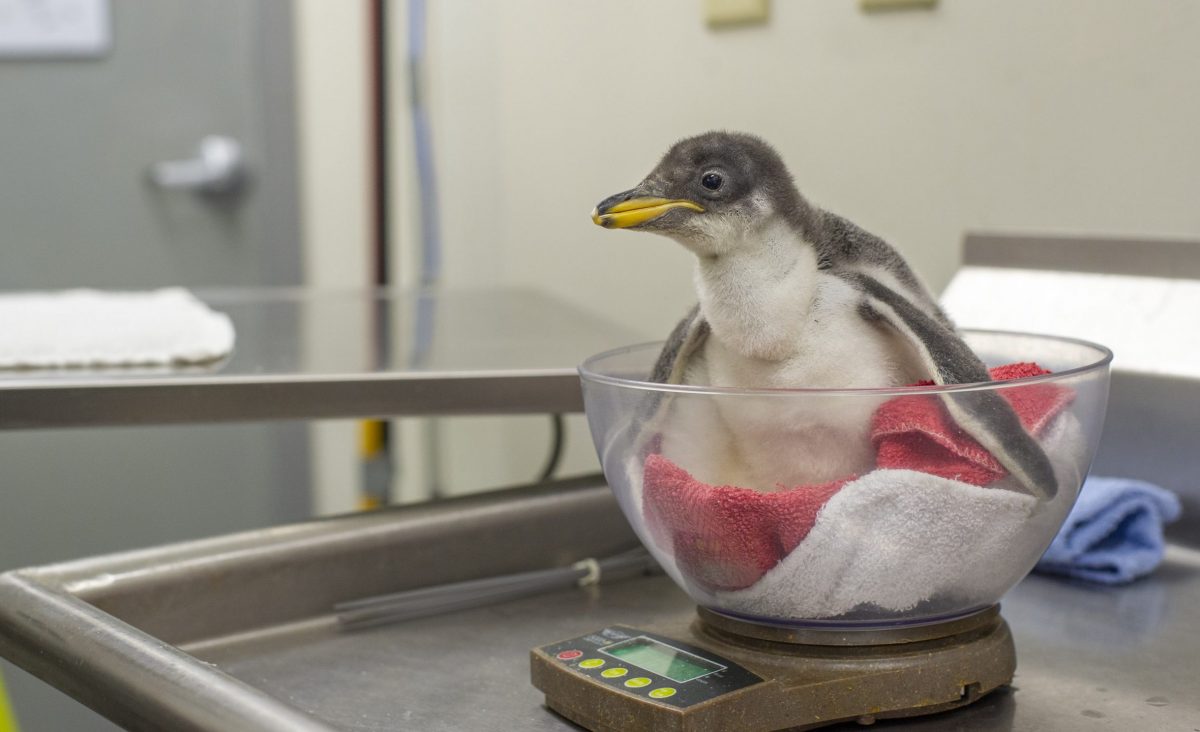 penguin chick check up at 16 days old