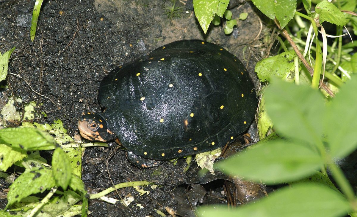 AZA SAFE: Saving Turtles Together · Tennessee Aquarium