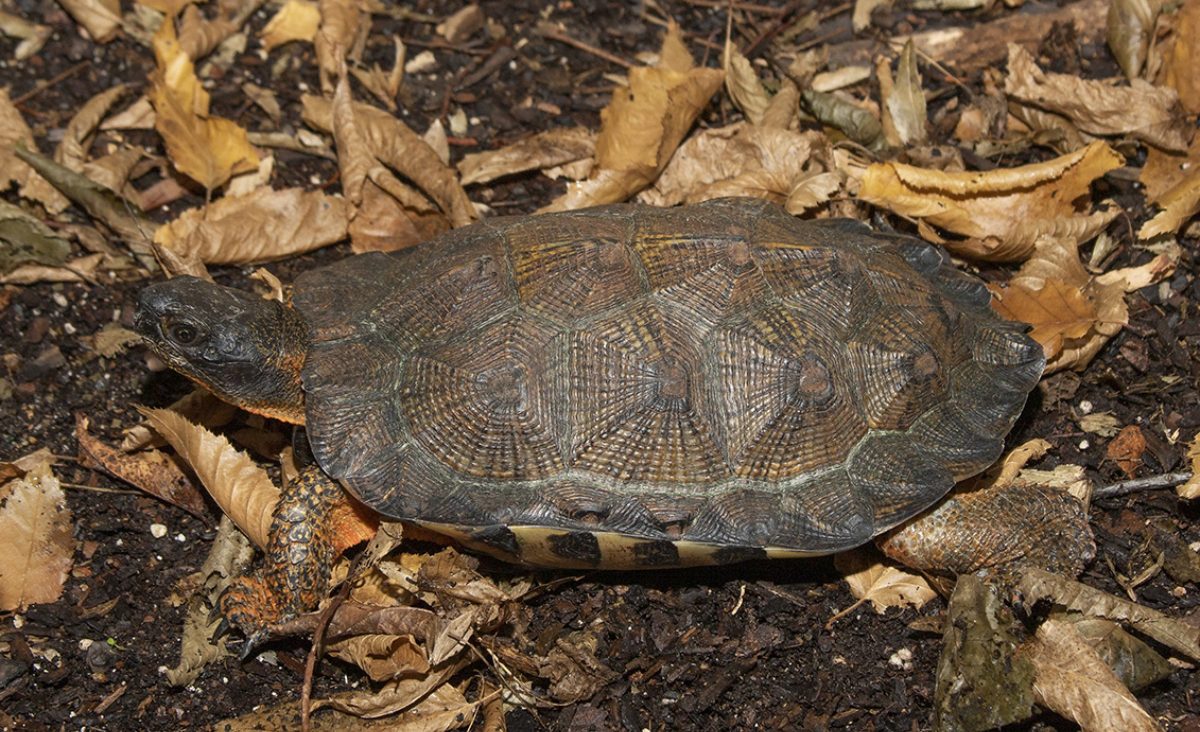 AZA SAFE: Saving Turtles Together · Tennessee Aquarium