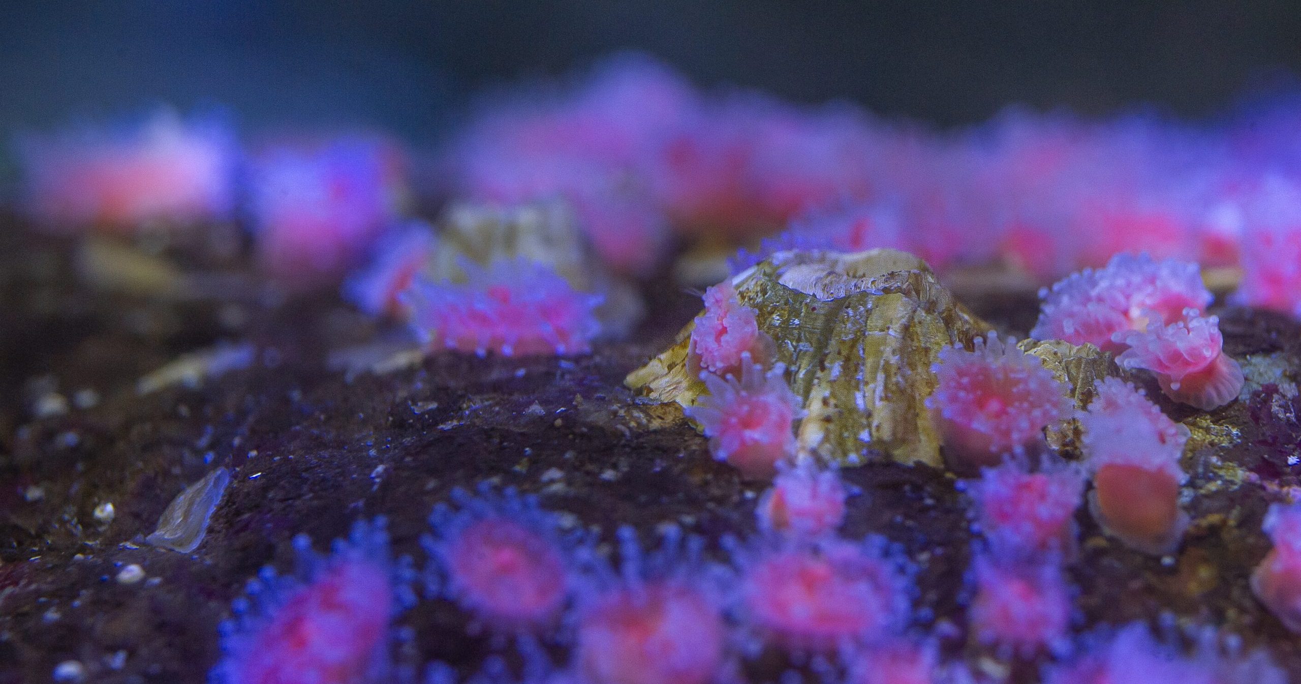 Get Hypnotized By Stowaway Barnacles · Tennessee Aquarium