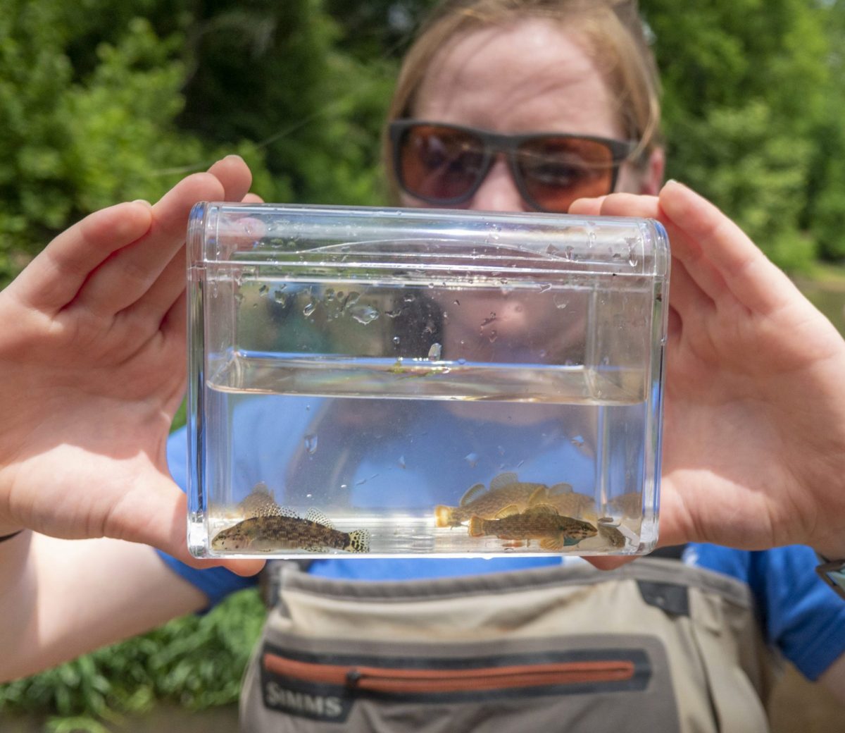 scientist examining fish pulled from stream