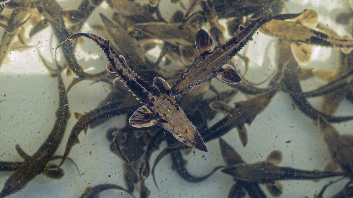 juvenile lake sturgeon