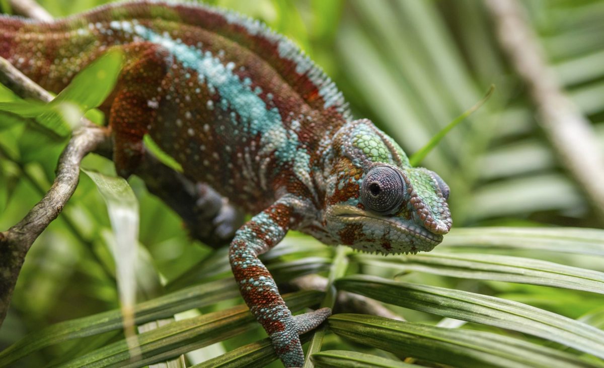 panther chameleon