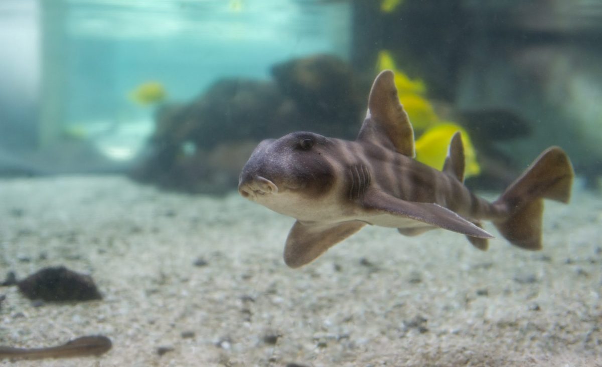 Japanese Horn Shark