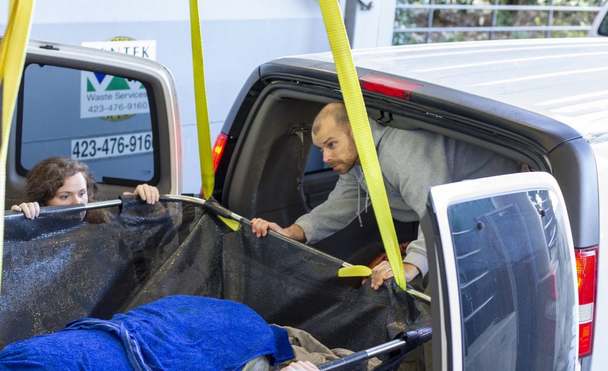 staff loading sea turtle into van