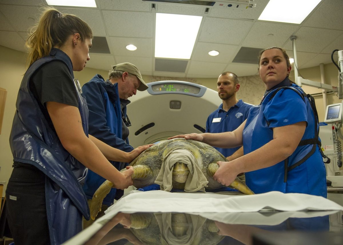 staff with sea turtle at hospital