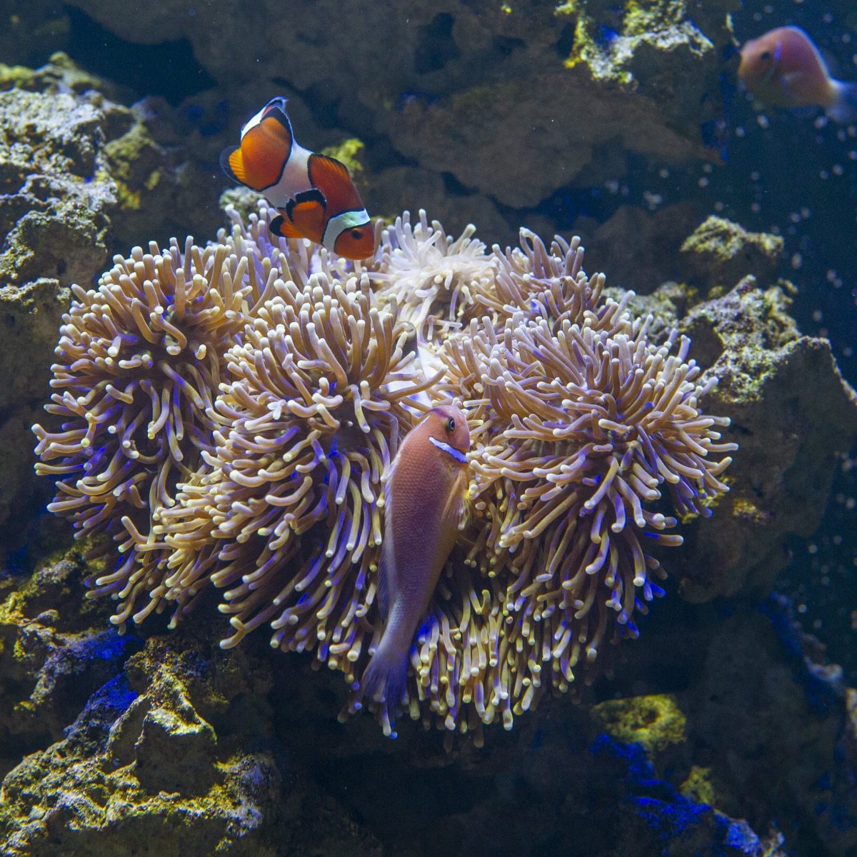 clownfish and anemones