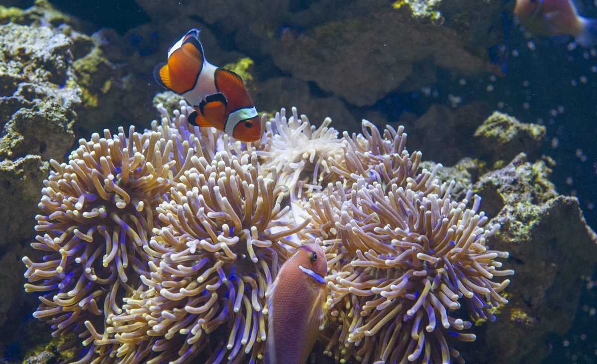 clownfish and anemones