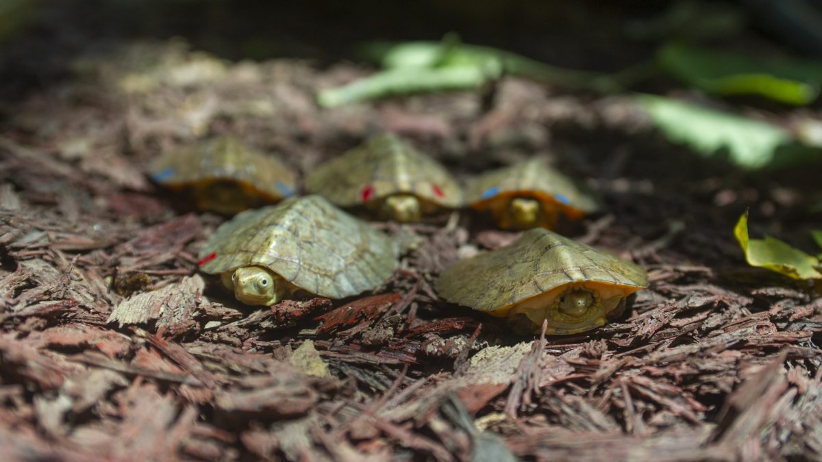 Five Four-Eyed Turtle Hatchlings
