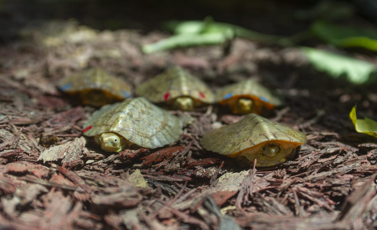 Five Four-Eyed Turtle Hatchlings