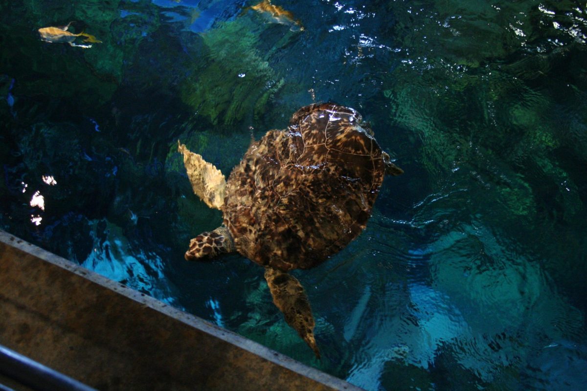 Oscar swimming in the Secret Reef tank