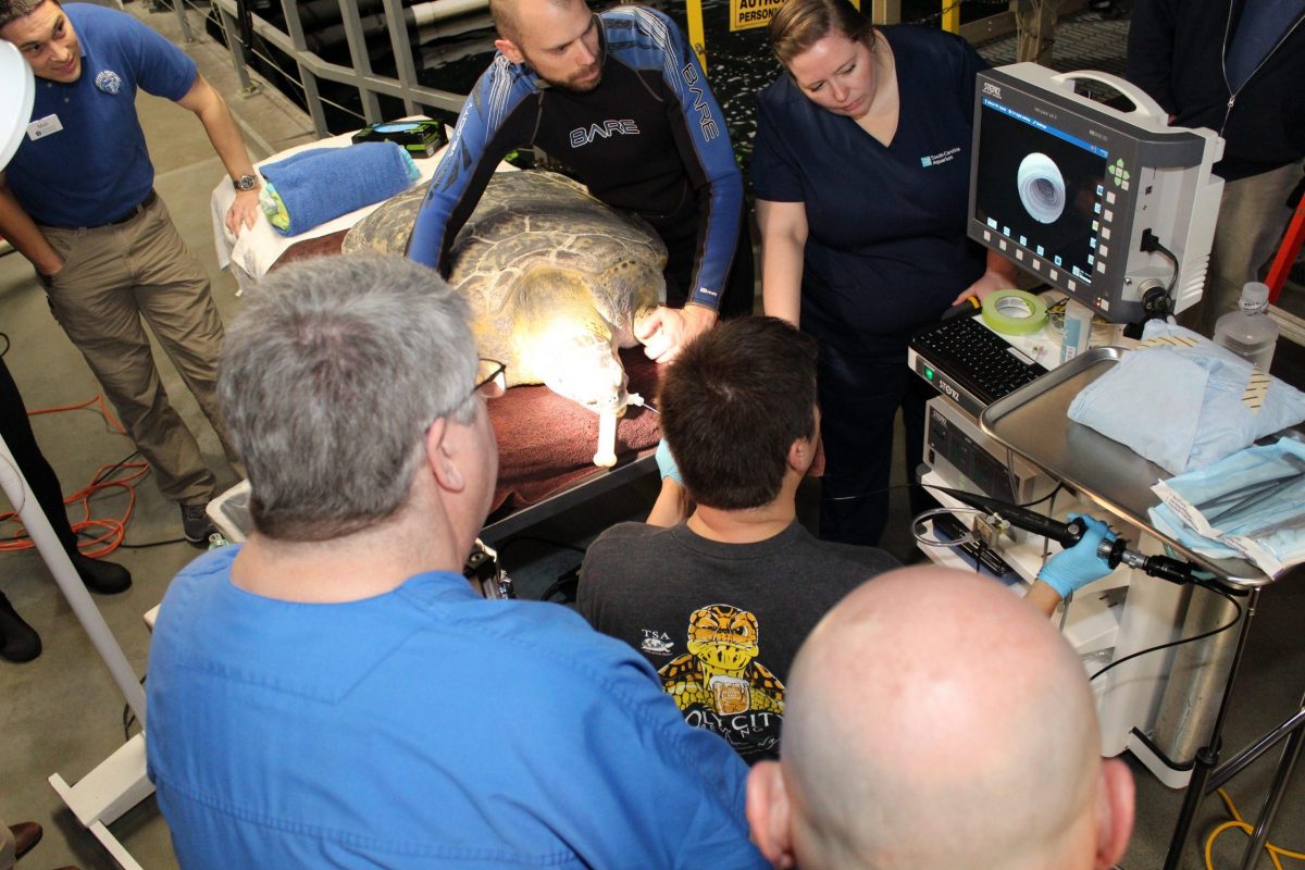 staff viewing screen during sea turtle surgery