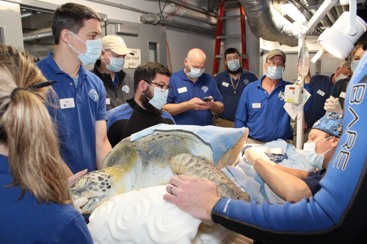 Aquarium staff surround Oscar during surgery