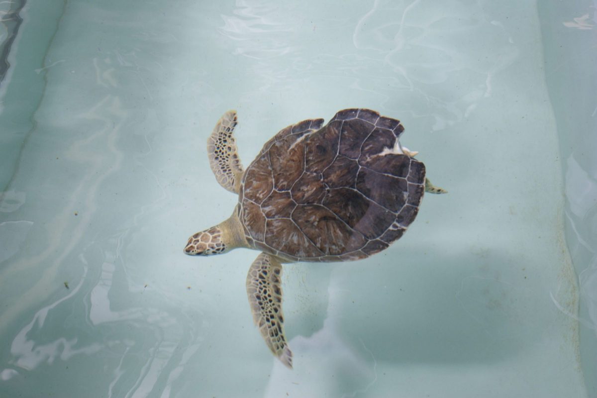 young sea turtle