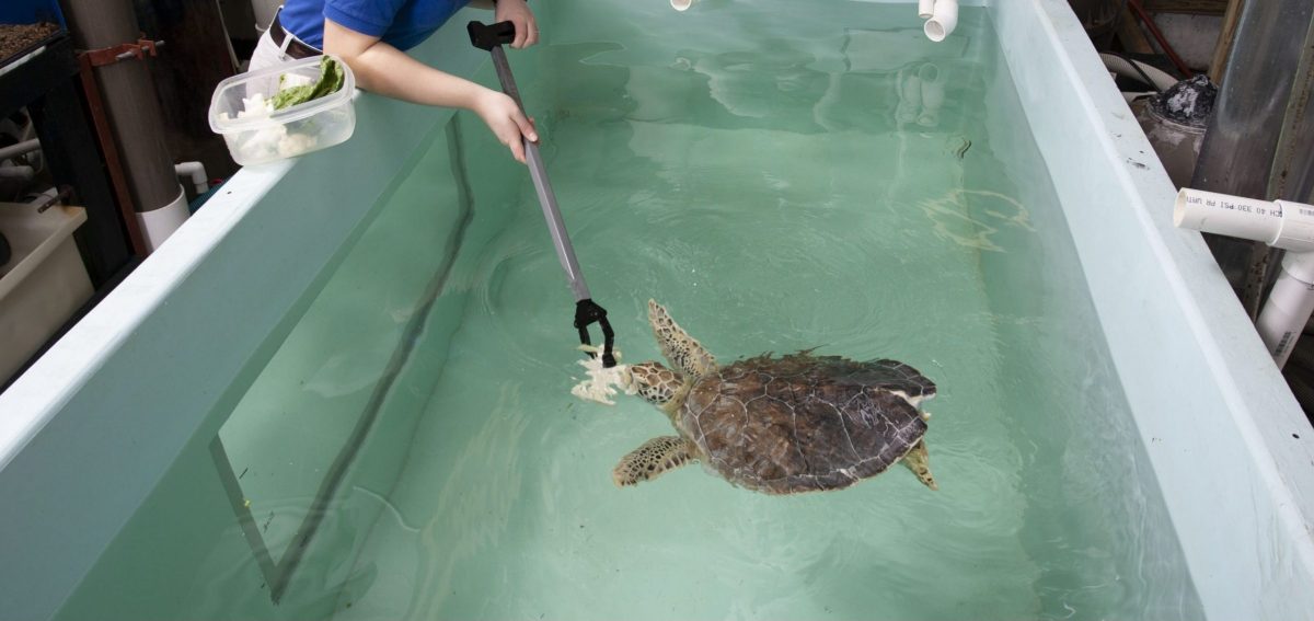 staff member feeding young sea turtle