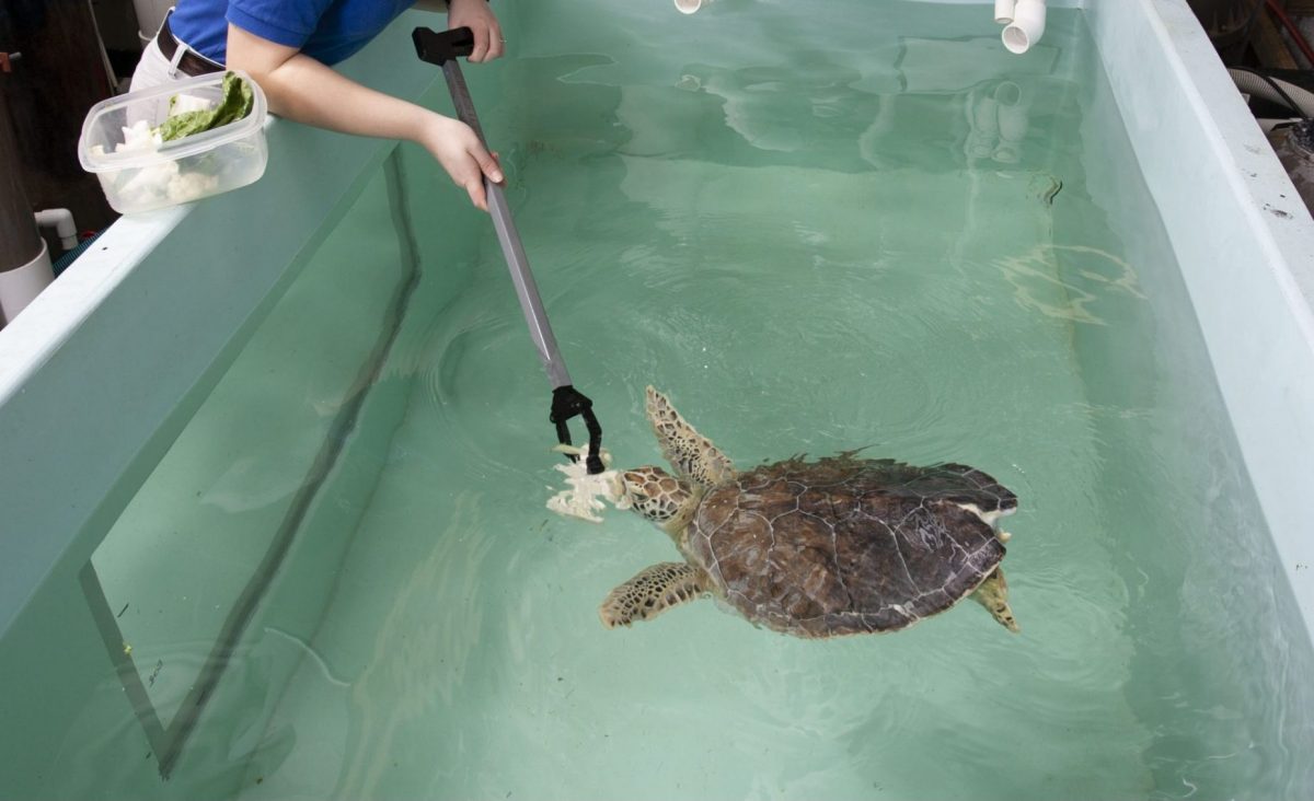 staff member feeding young sea turtle