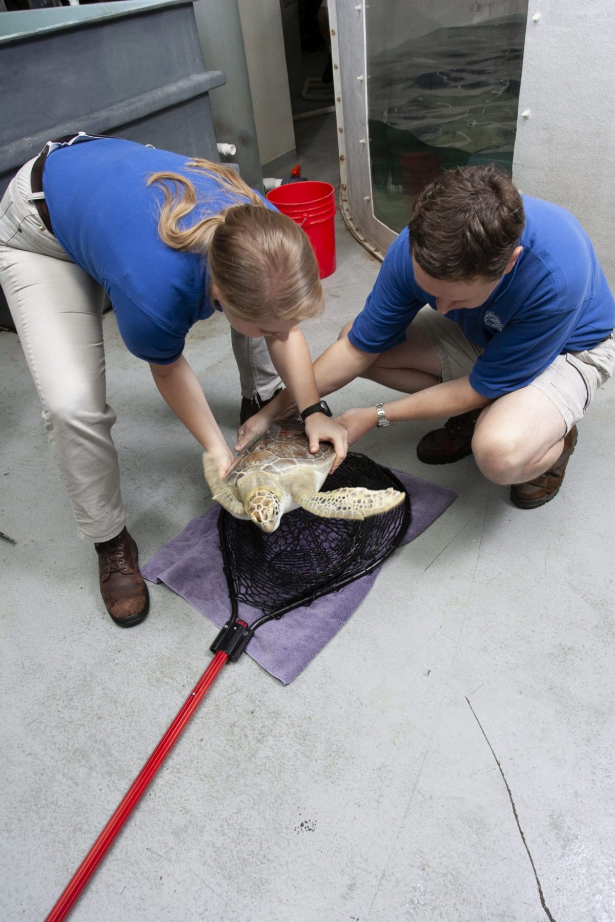 staff examining young sea turtle