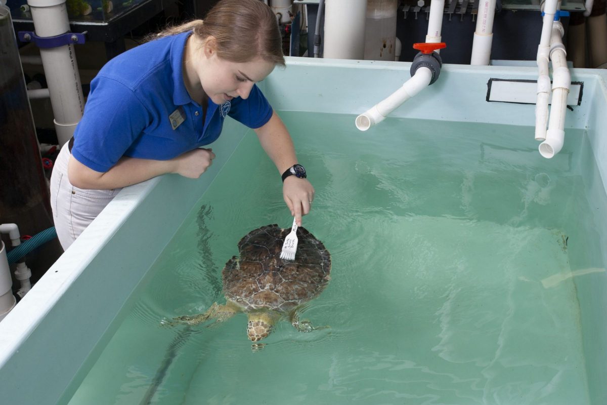 staff cleaning young sea turtle