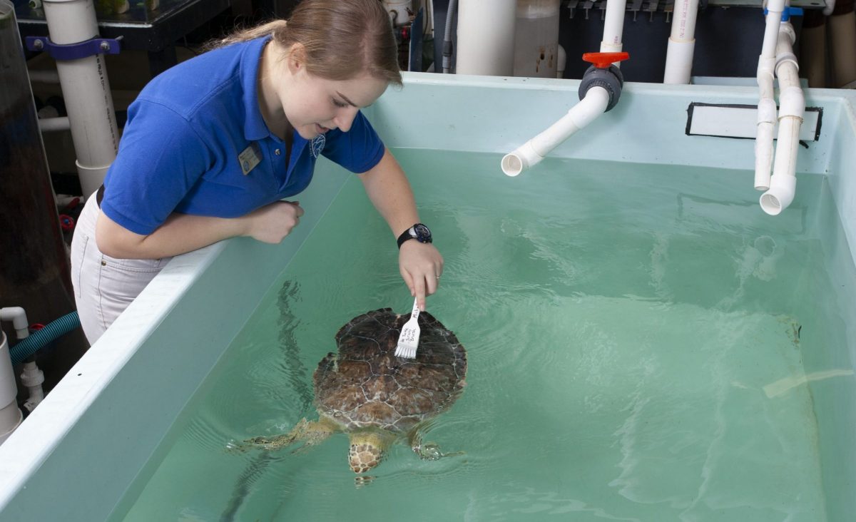 staff cleaning young sea turtle