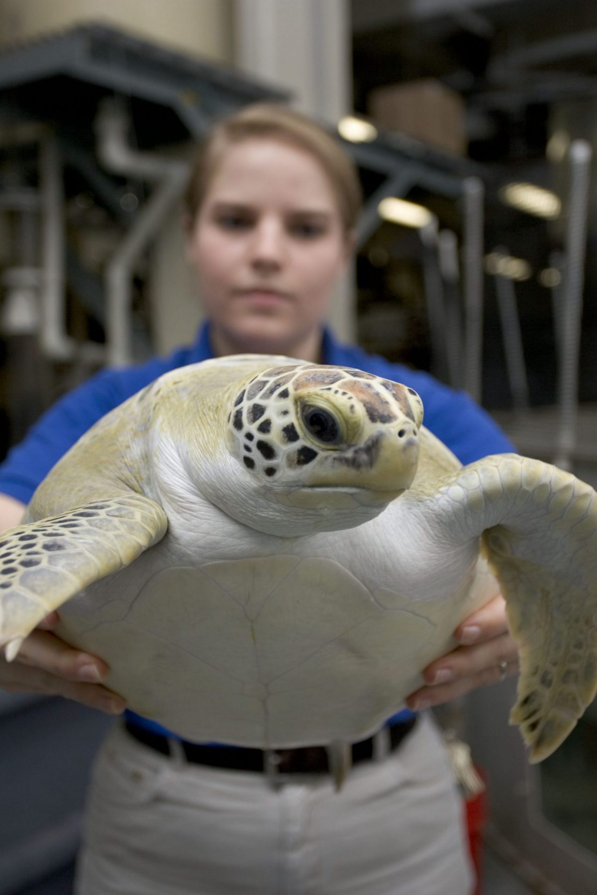 close-up of young Oscar the Sea Turtle