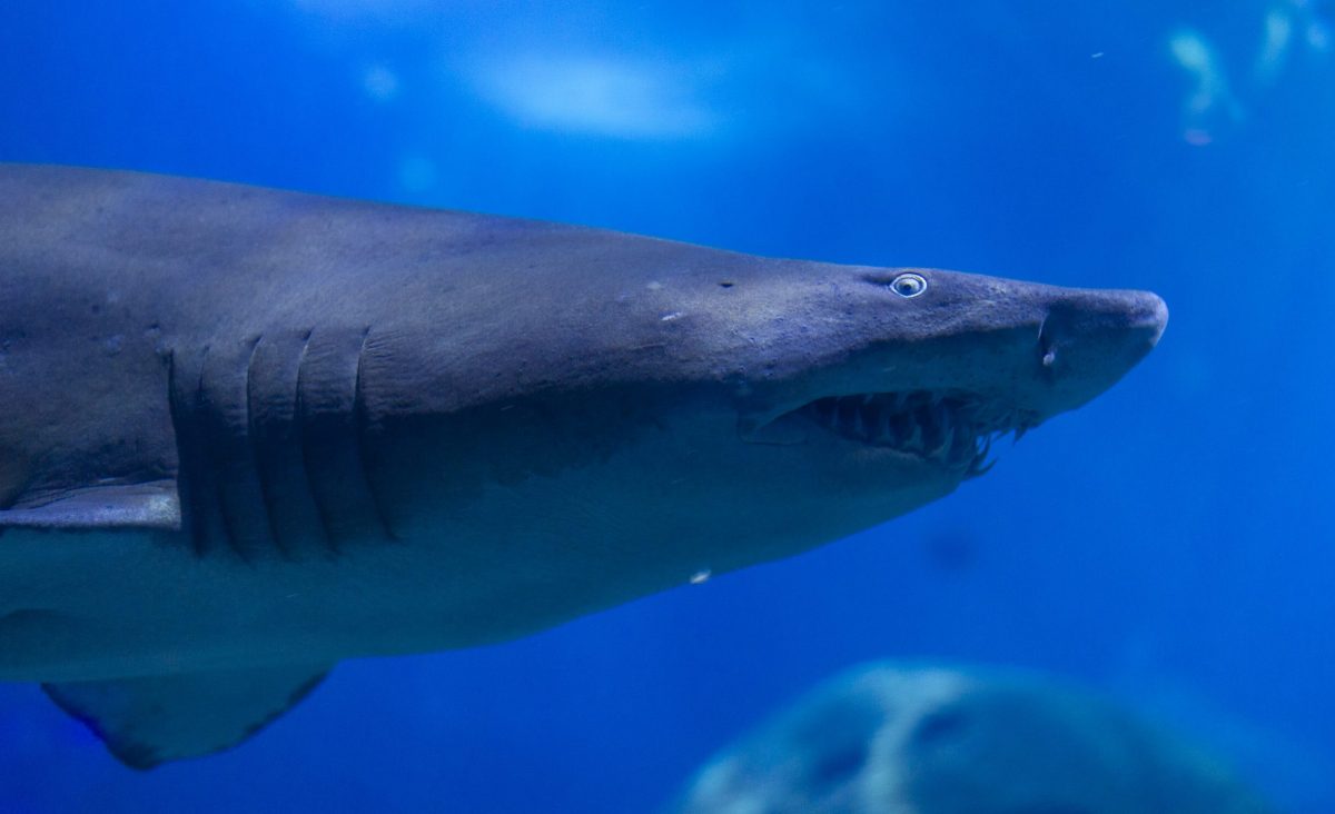 Sand Tiger Shark