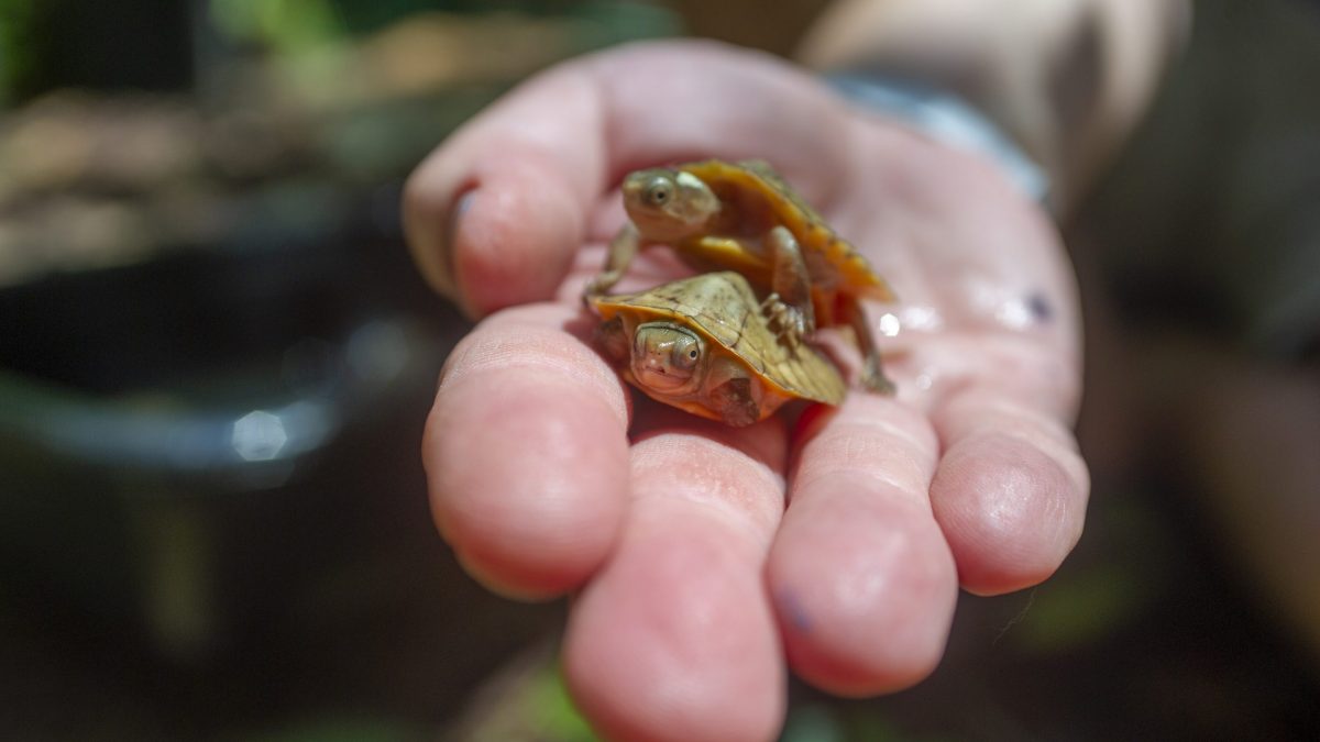 Two Beal's Four-Eyed Turtle hatchlings in hand