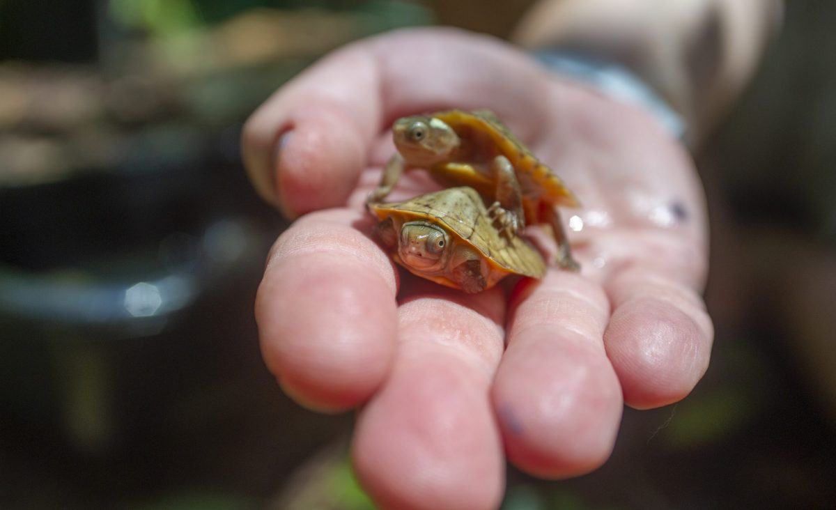 Two Beal's Four-Eyed Turtle hatchlings in hand