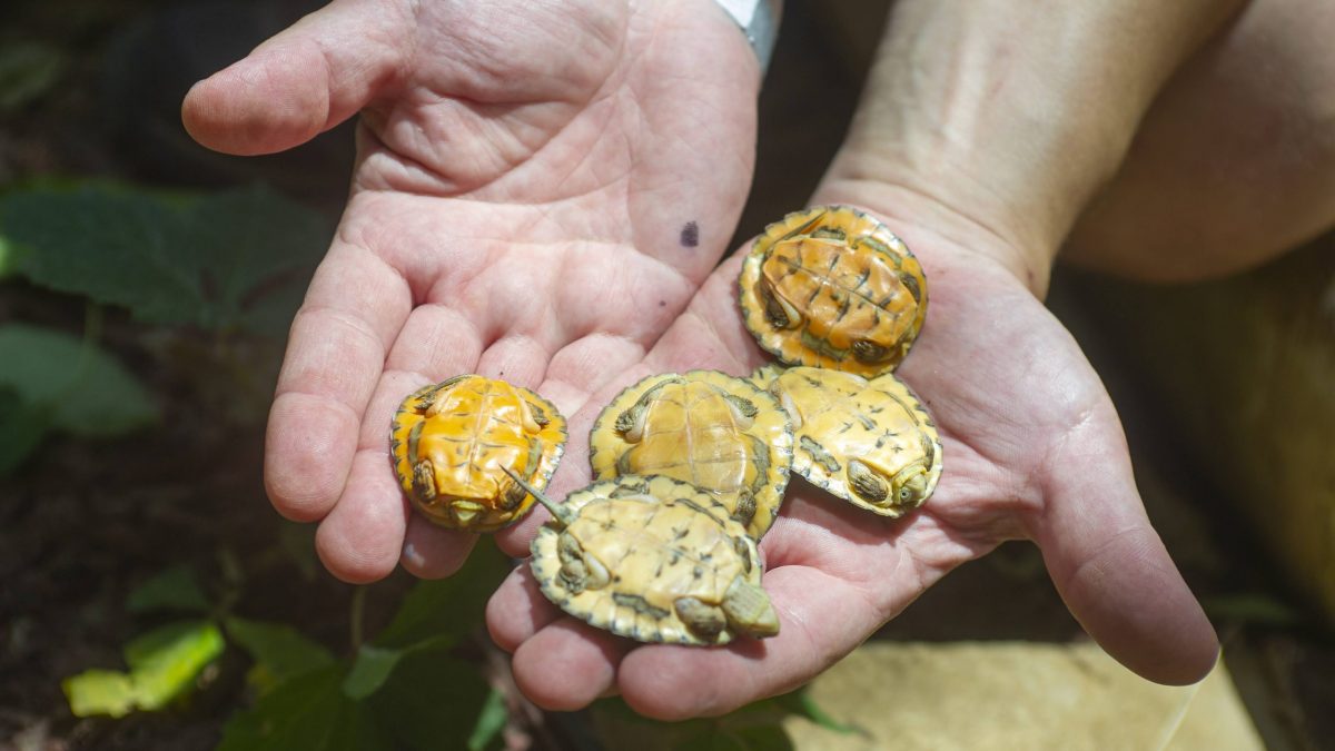 underside (plastron view) of five Four-Eyed Turtle hatchlings