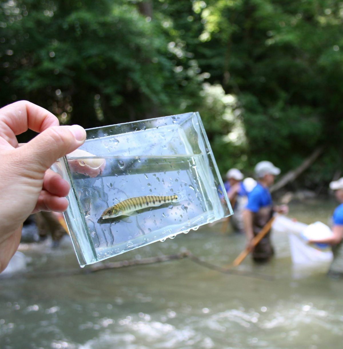 fish in glass case