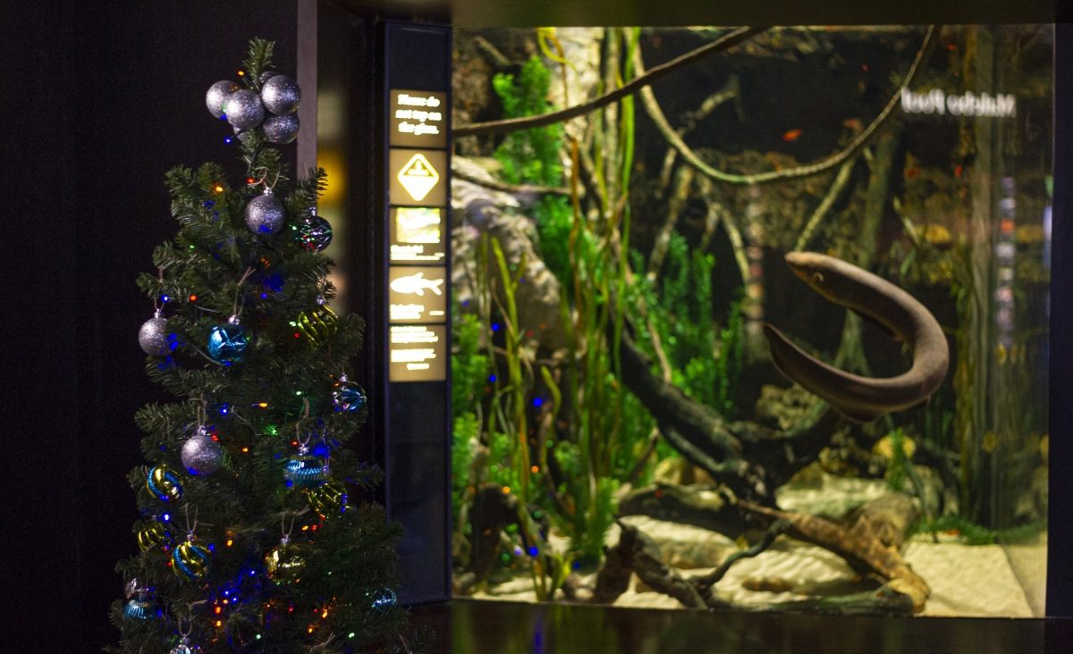 Christmas tree in front of electric eel exhibit