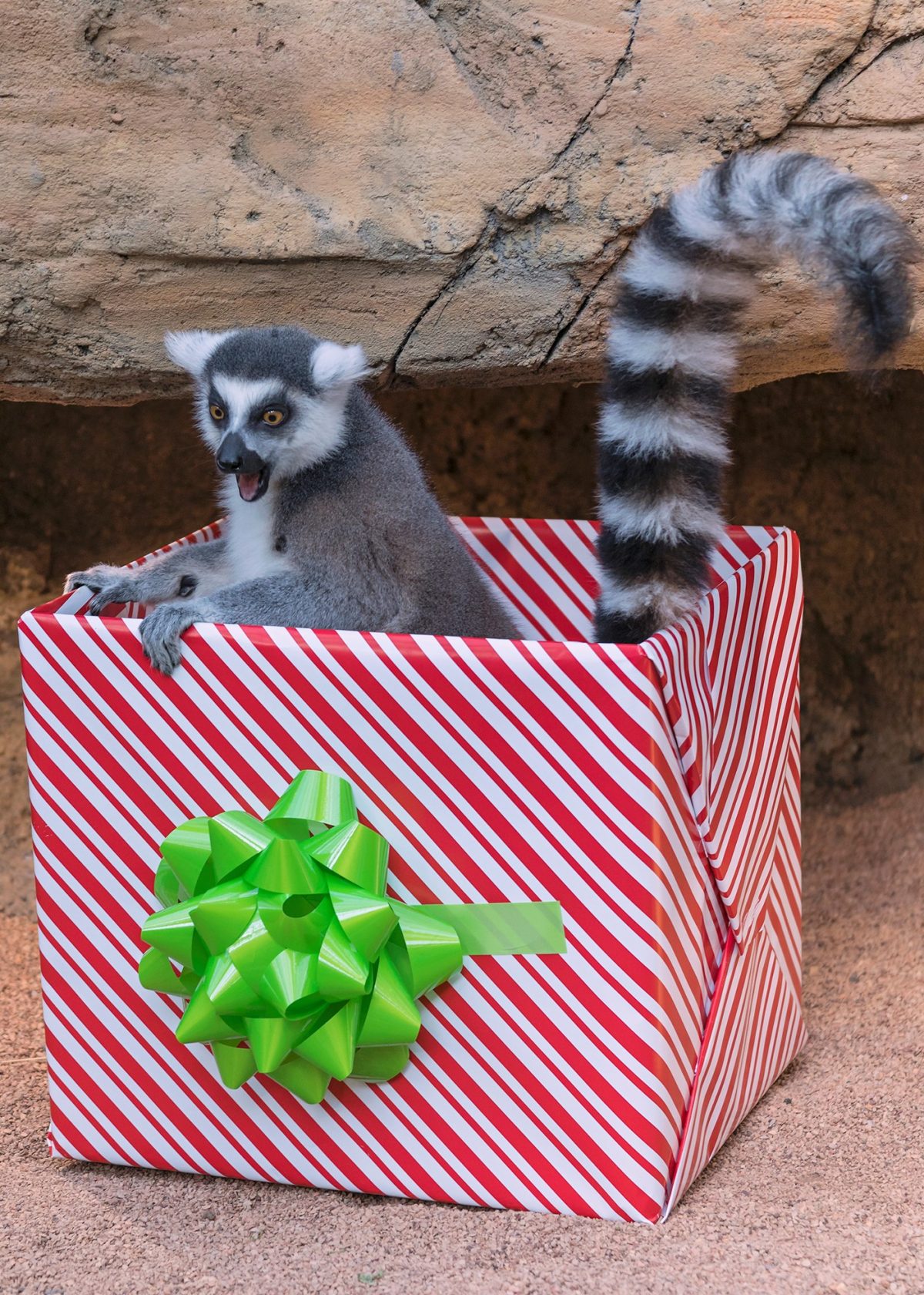 lemur sitting inside large, gift wrapped card board box