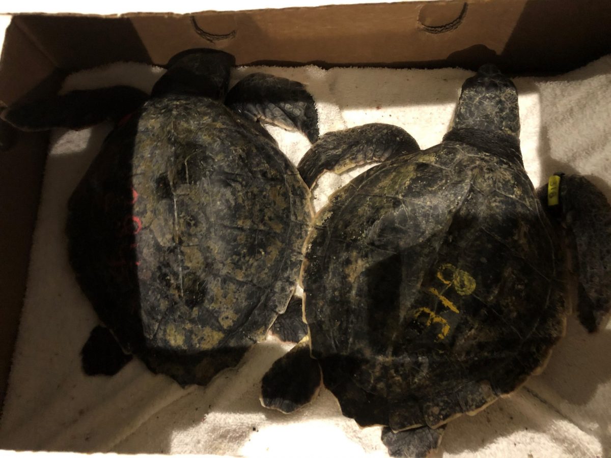 young sea turtles in transport box