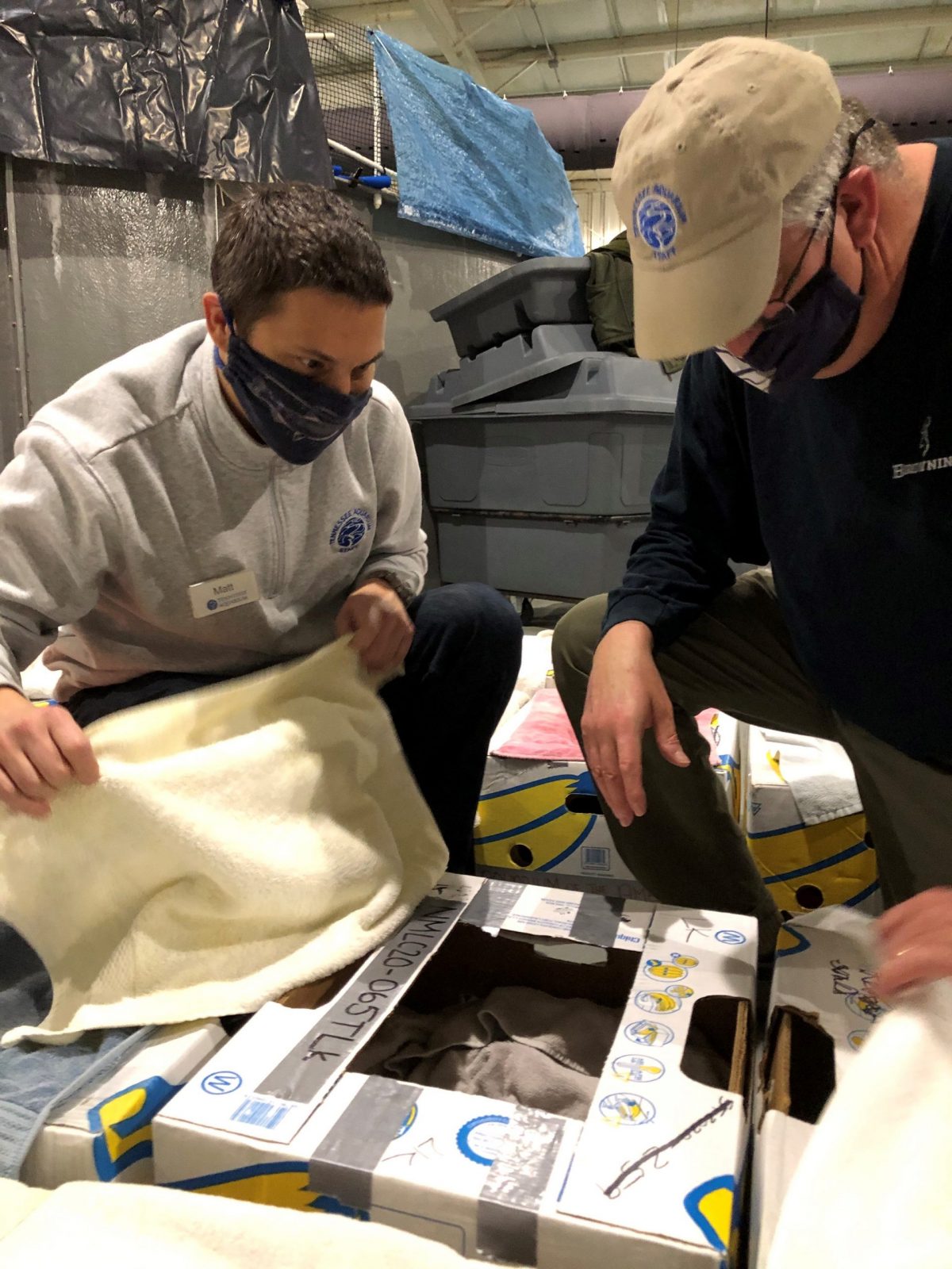 Aquarium staff examining turtle