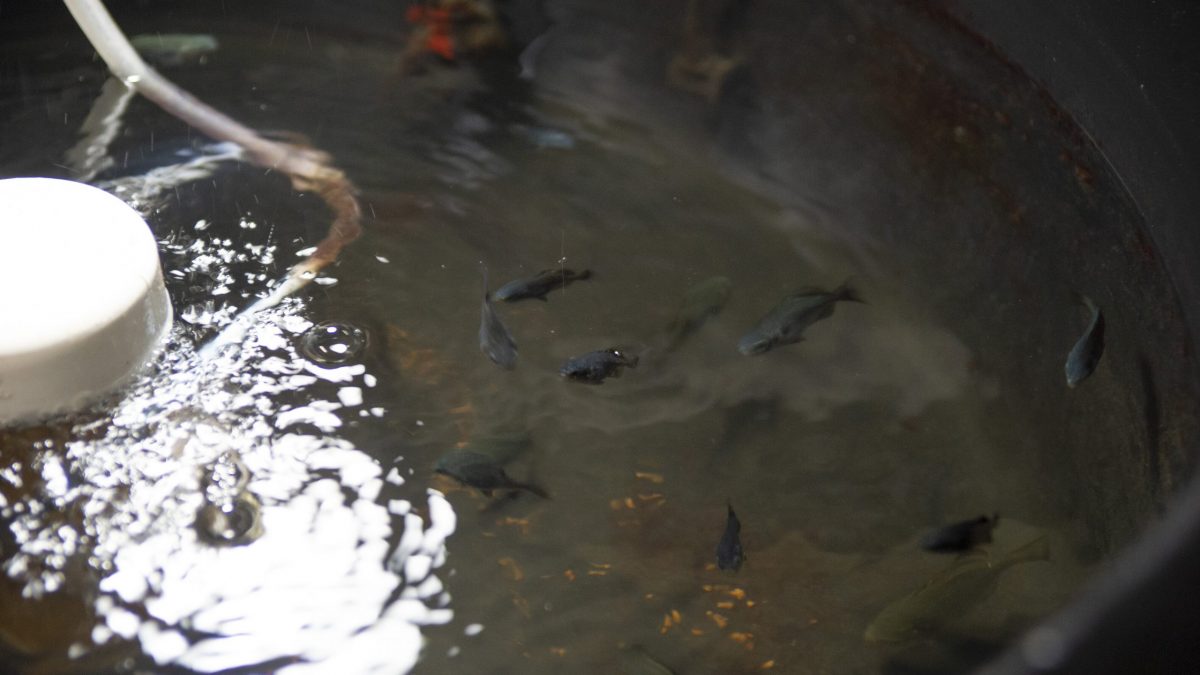 Juvenile fish swim in a holding tank