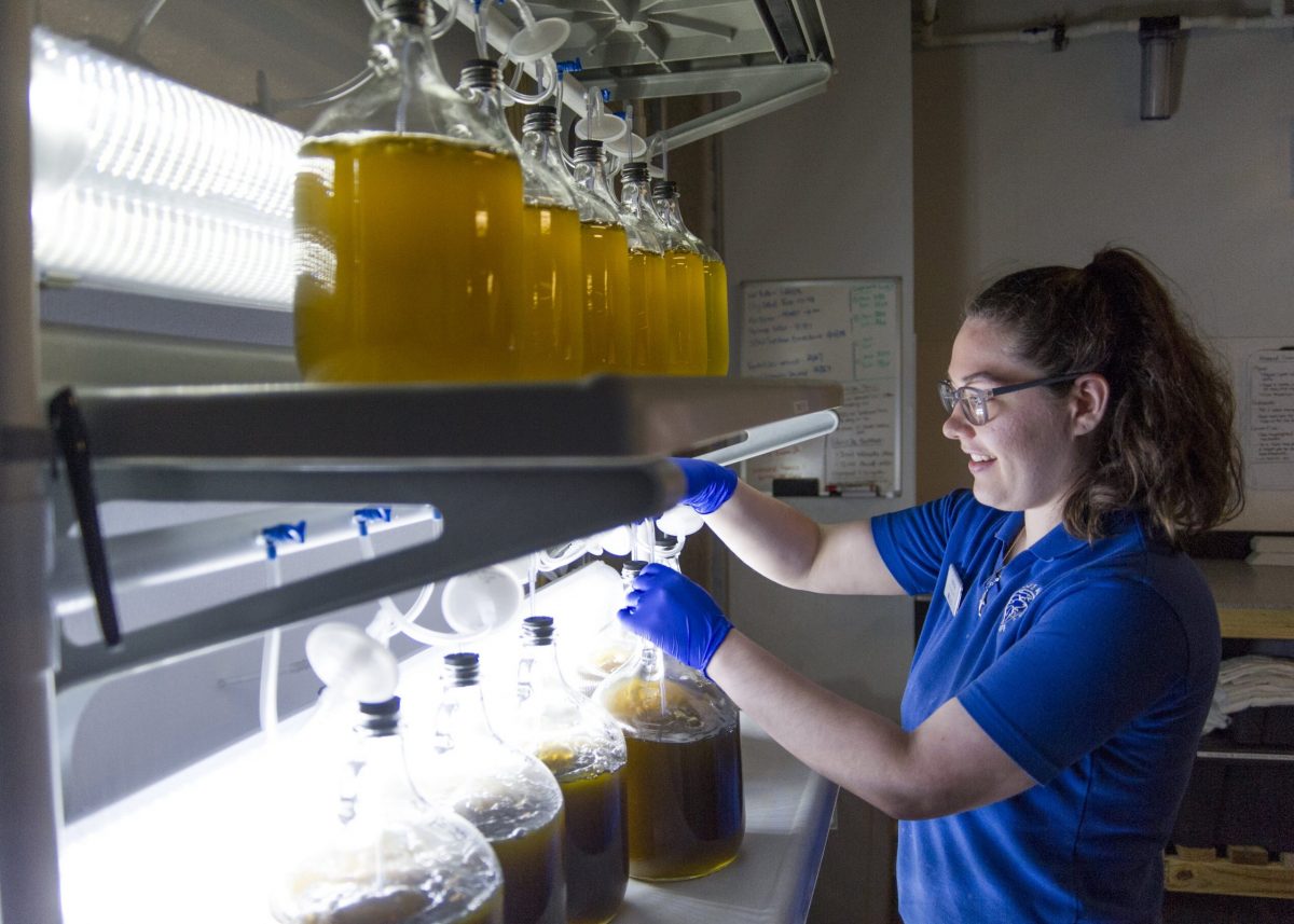 Aquarist tends to live algae culture