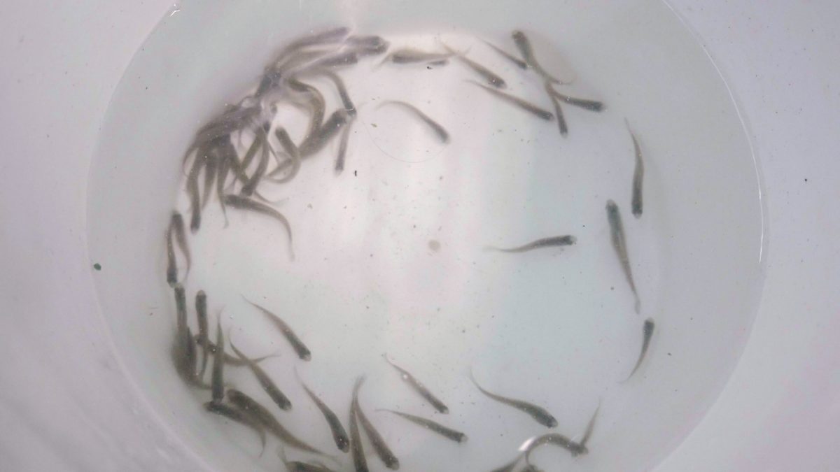 Juvenile Barrens Topminnows wait in a bucket for relocation to a release site.